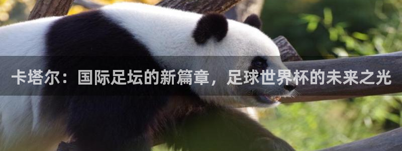 足球世界杯：卡塔尔：国际足坛的新篇章，足球世界杯的未来之光